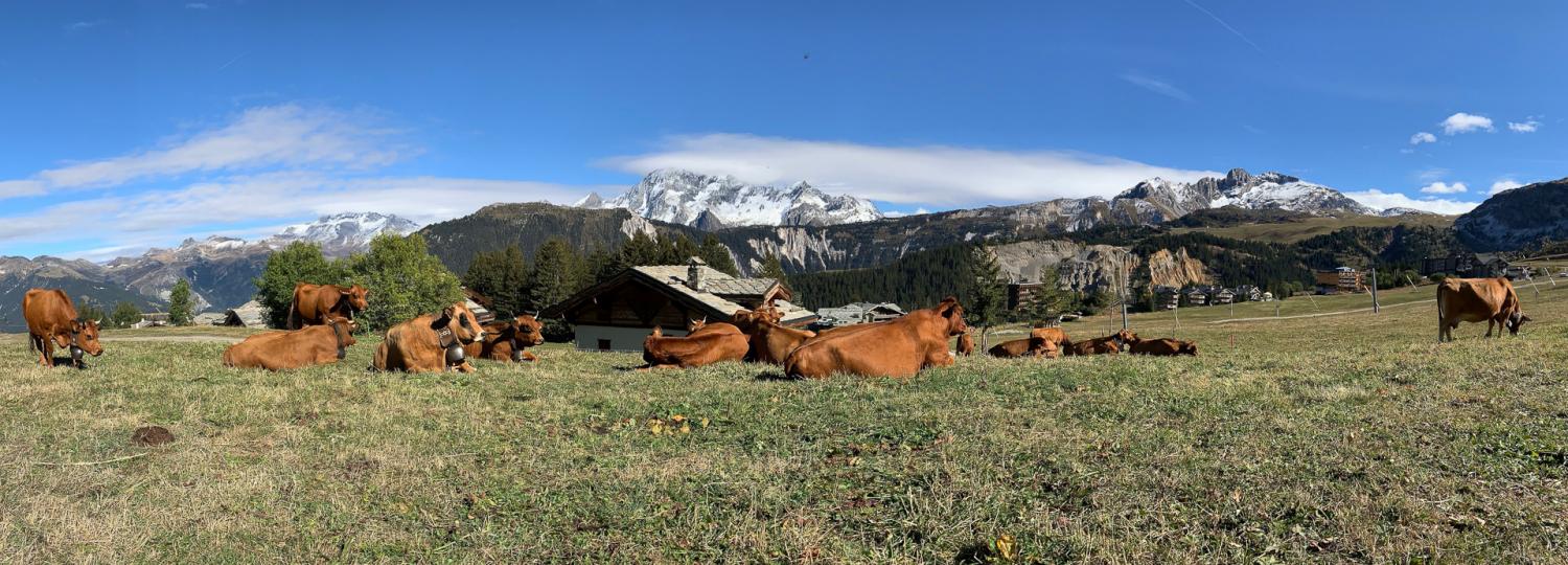 Vaches dans un champ en plein été à Courchevel