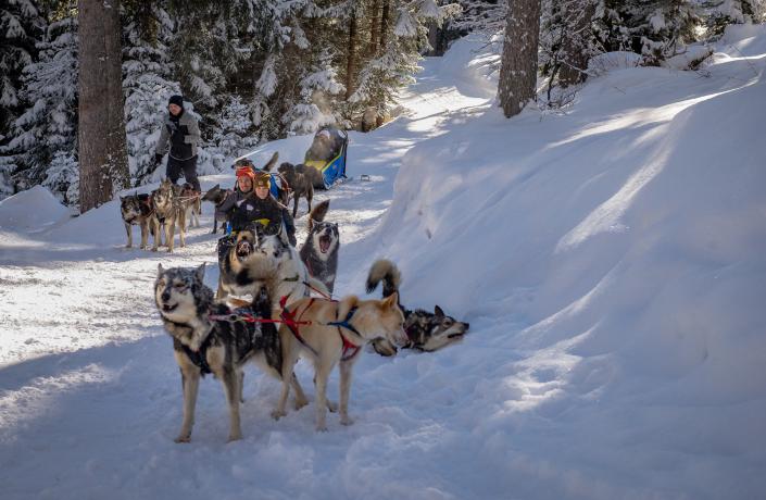 Chiens de traineaux dans la neige